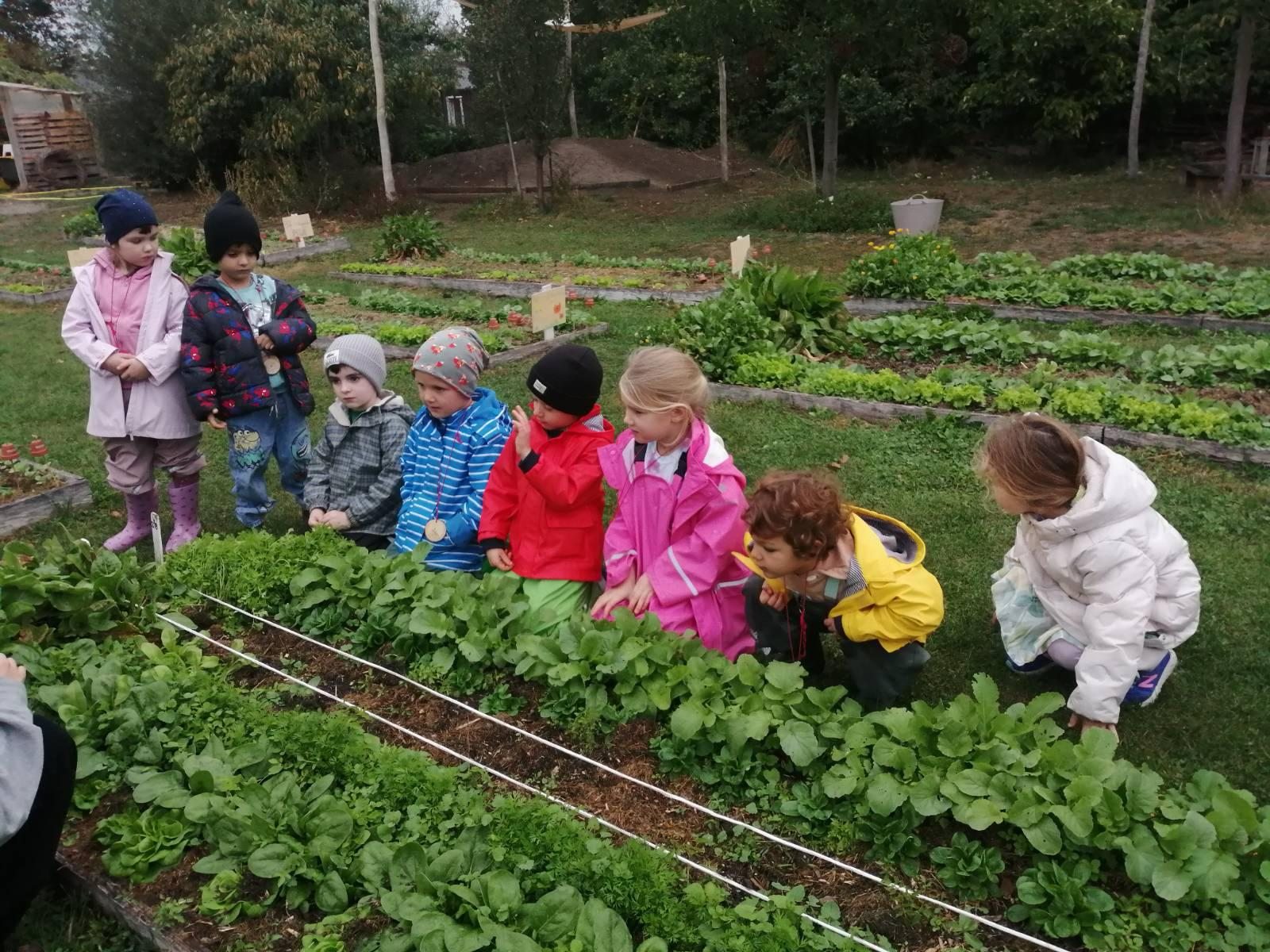 Children exploring a vegetable bed together